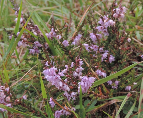 Calluna vulgaris